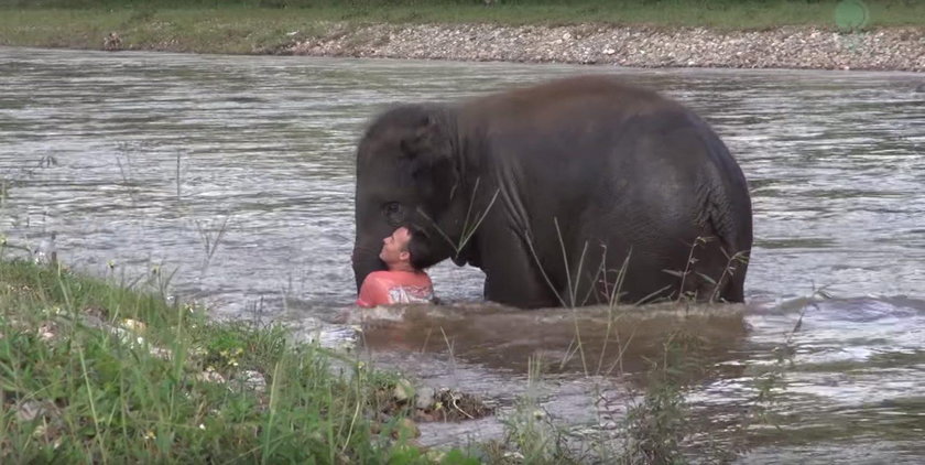 Słoń ruszył na pomoc tonącemu mężczyźnie. Piękna przyjaźń w dżungli