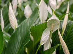 skrzydłokwiat nie kwitnie? wystarczy ten jeden prosty trik