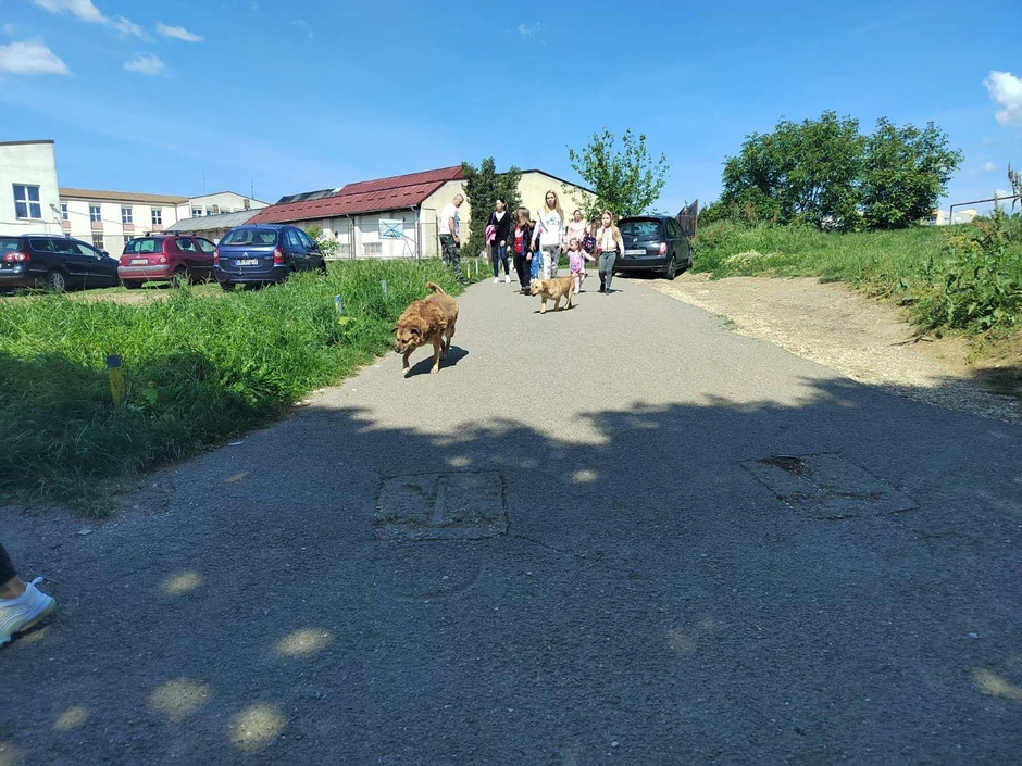 Čopor pasa - Mladenovac