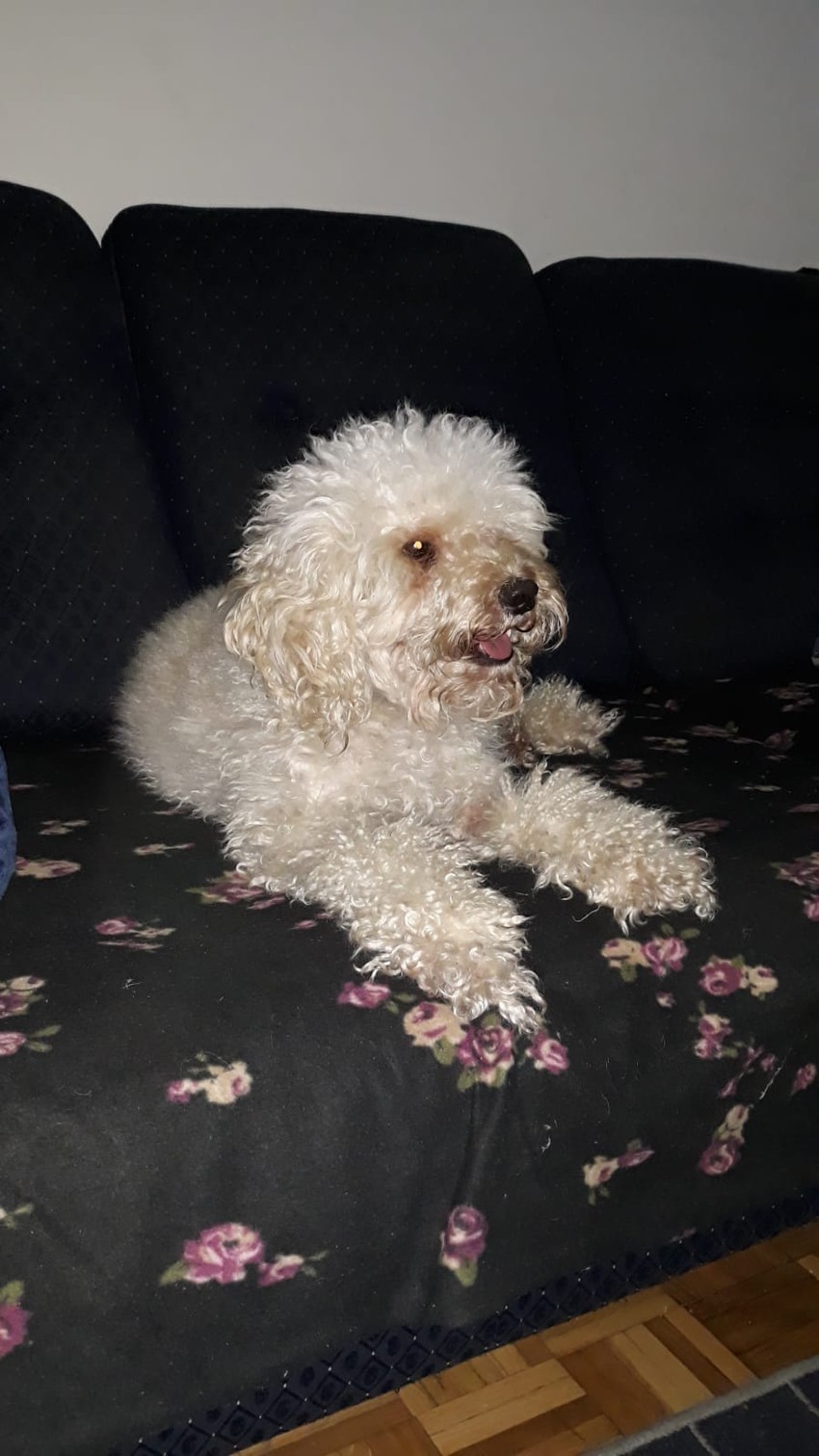 Žile je ukraden pred prodavnicom na Bežanijskoj kosi