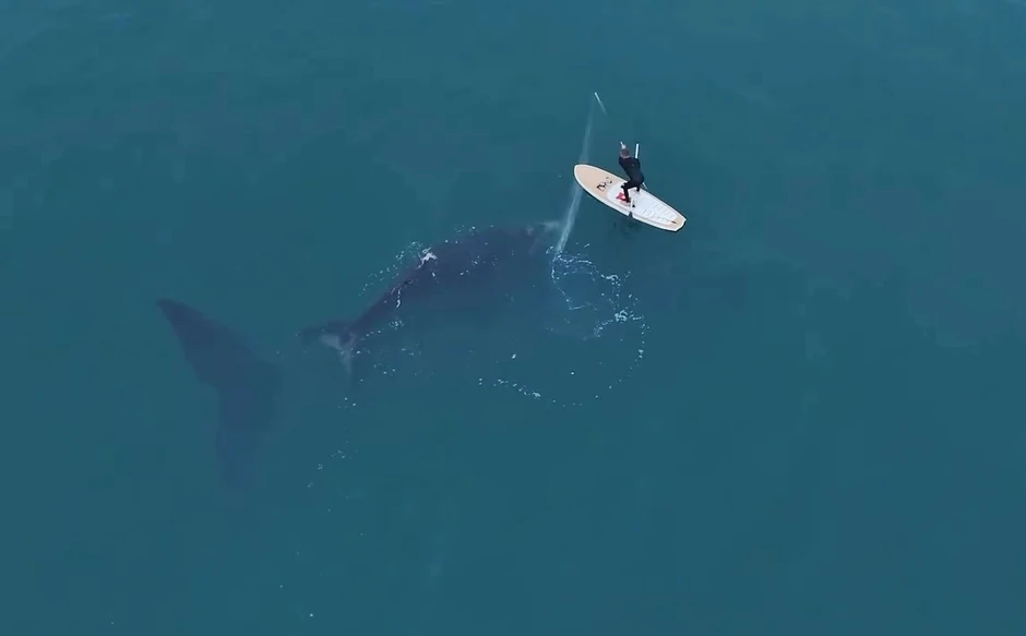 Surfer spasio kita iz ribarske mreže