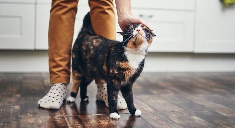 Cats are always learning how to get what they want, and if rubbing against you consistently gets them food or attention then you may have unknowingly trained your cat to do so.Chalabala/Getty Images