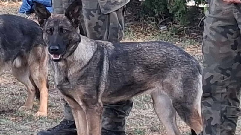 3-letni owczarek Coma. Uciekł po wypadku.