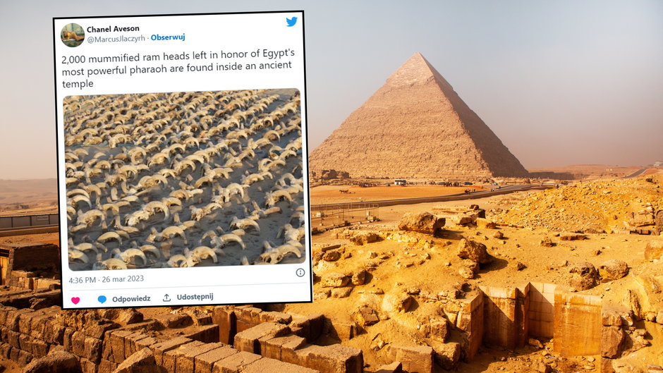 Ogromna liczba zmumifikowanych głów zwierząt została znaleziona w Egipcie (screen: Twitter.com/MarcusJlaczyrh)