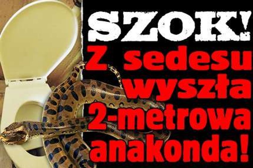 Szok! Z sedesu wyszła 2-metrowa anakonda!