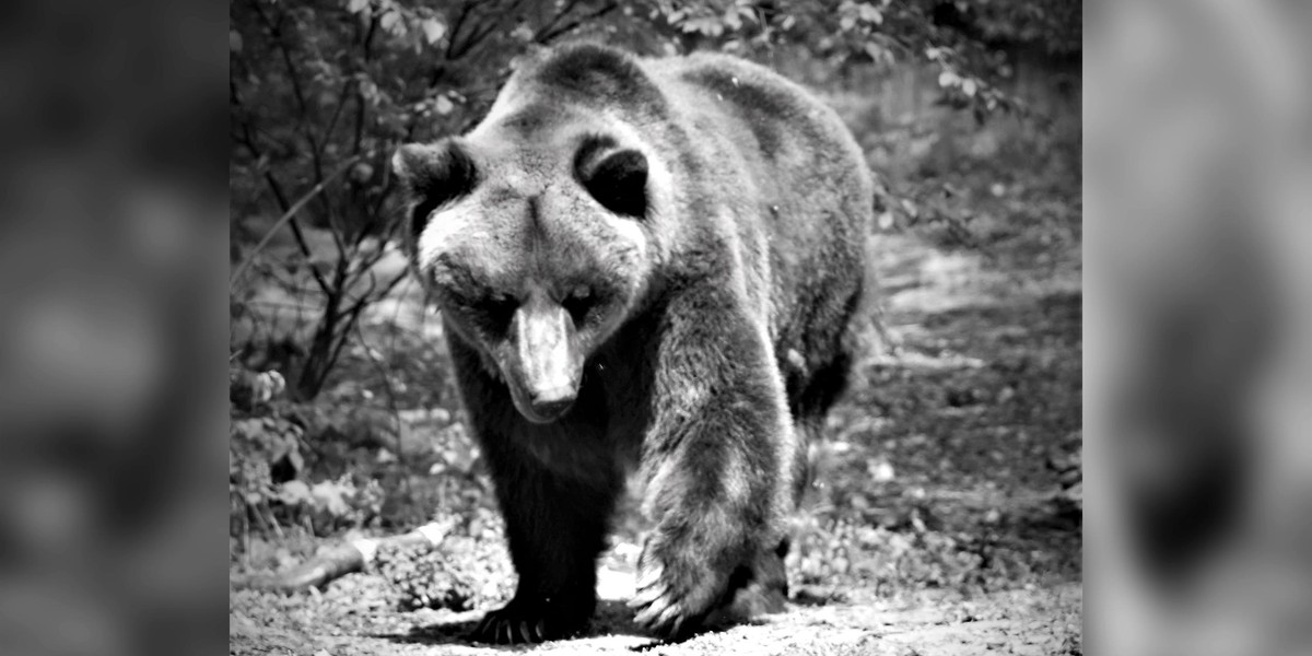 Nie życie niedźwiedź Pietka z poznańskiego zoo. 