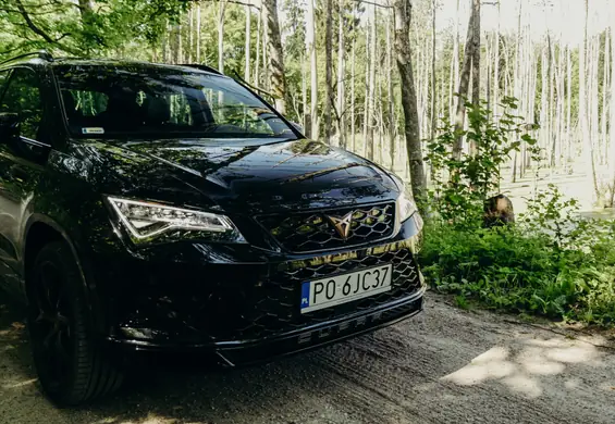 Cupra Ateca  to idealny SUV dla rodziny i psa. Czy warto wydać na nią swoje oszczędności?