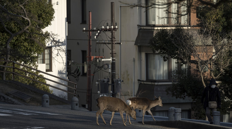 A japán Nara városában szarvasok mászkálnak / Fotó: Getty Images