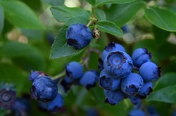 Znaleziono rekordową borówkę. Jest wielkości piłki golfowej