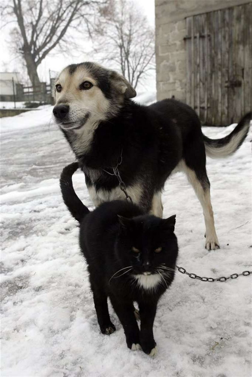 Pies pokochał kotkę
