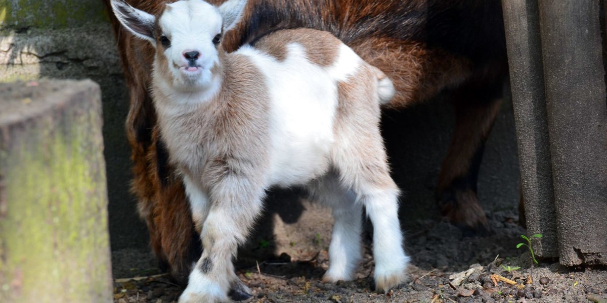 Malutki koziołek Tadzik wrócił do zoo