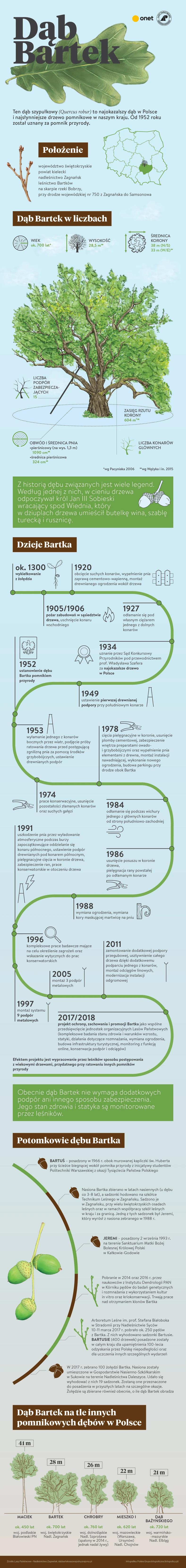 Dąb Bartek - ciekawostki, ile ma lat, rozmiary, wysokość, gdzie jest to drzewo?