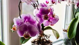 Postaw obok storczyka. Odwdzięczy się pięknym kwitnieniem