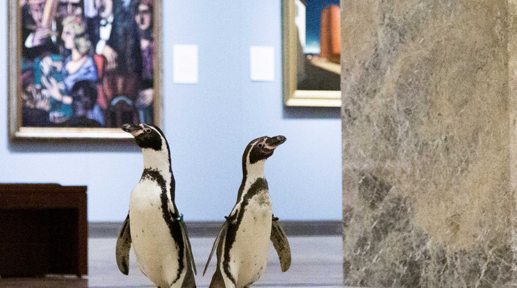 Nem mindennapi látogatókat fogadott a minap a Nelson-Atkins Művészeti Múzeum. / Fotó: NORTHFOTO 