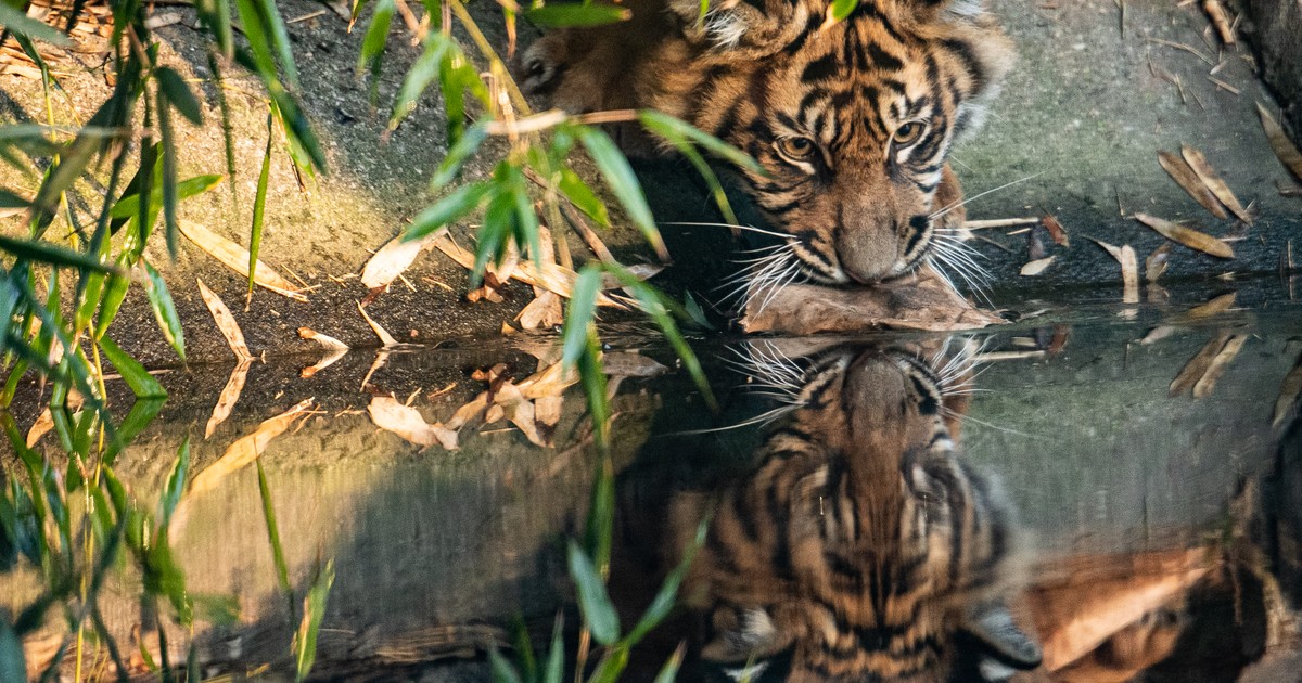 Rekordowa pomoc dla zwierzaków!
