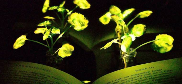 Rośliny zamiast lamp. Pomysł naukowców z MIT nabiera realnych kształtów