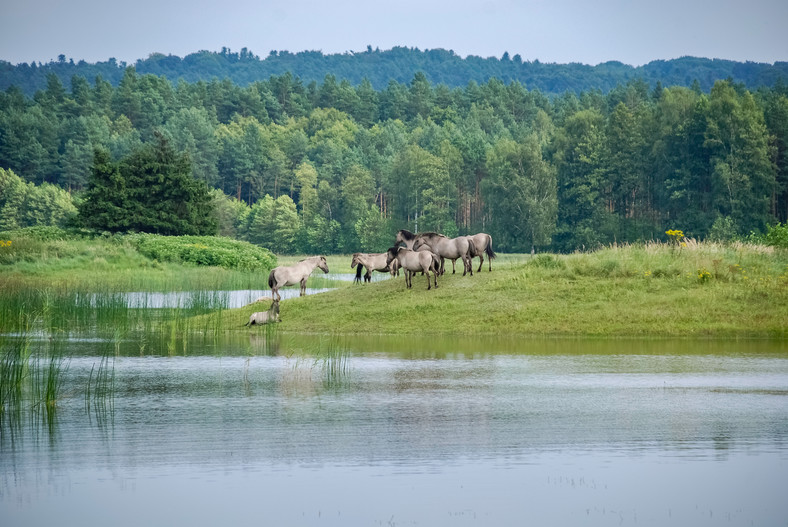 Roztoczański Park Narodowy, Zwierzyniec