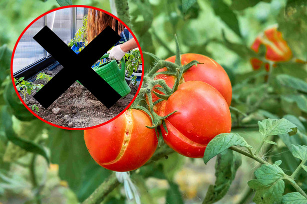 Skórki pomidorów pękają na krzaczkach? To może być znak, że za bardzo je podlewasz lub stosujesz za dużo nawozu
