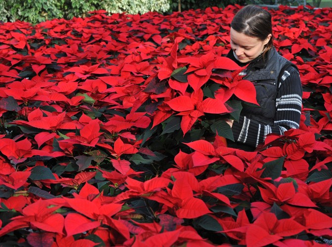Hodowla gwiazd betlejemskich na niemieckiej wyspie Mainau