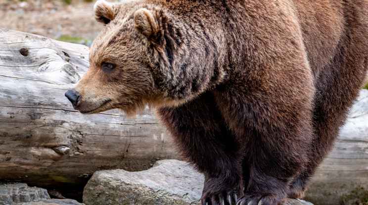 Lábon harapta a férfit a medve Szlovákiában, így is megúszta / Illusztráció: Northfoto