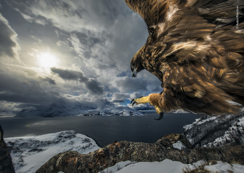 Zwycięskie zdjęcie Wildlife Photographer of the Year 2019 - kategoria "Ptaki", autor Audun Rikardsen