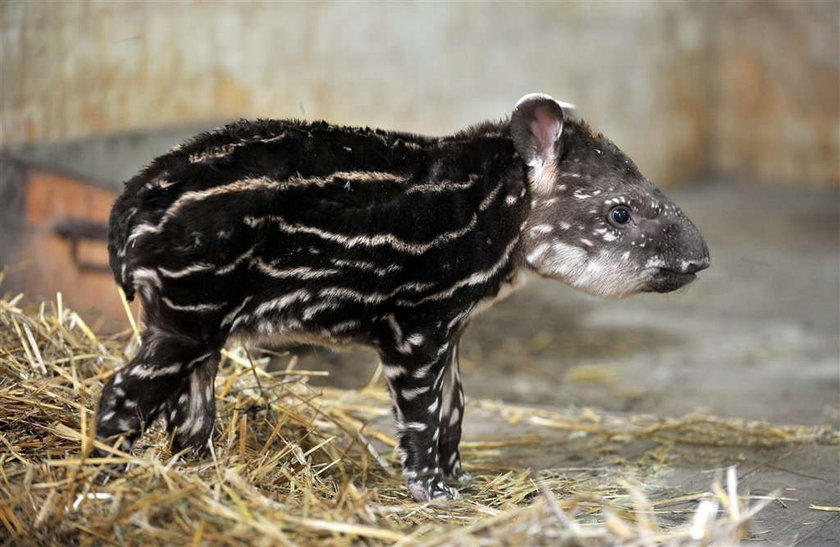 Mały tapir gwiżdże na tatę :P