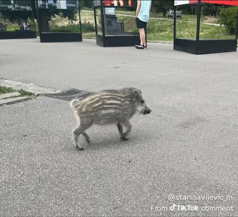 Divlja svinja na Kalemegdanu