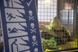 uciekał przed słoniem do rzeki, wpadł w paszczę krokodyla. tragiczny k