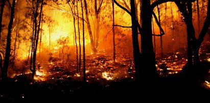 Ogromny pożar lasu! Płonie co najmniej 70 hektarów