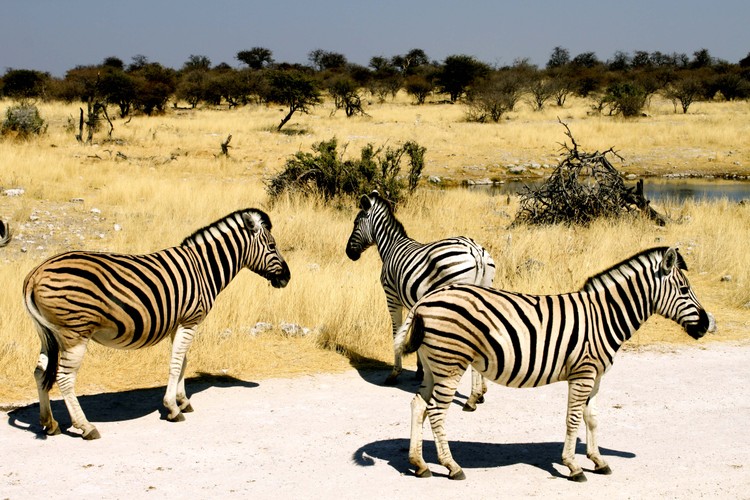 13. Namibia 
Prognoza wzrostu PKB w latach 2013- 2017: 22,3 proc.
Stopa inflacji: 5,0 proc.
Dług publiczny wyrażony jako procent PKB: 30,0
Ułatwienia dla przedsiębiorców – miejsce w rankingu: 87
Przyznane punkty łącznie: 44,4

Na zdjęciu: Park Narodowy Etosha w Namibii