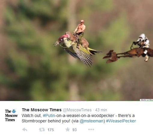 łasica na dzięciole / mem