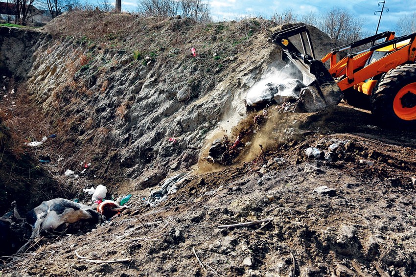 Iz arhive, stočno groblje u Subotici