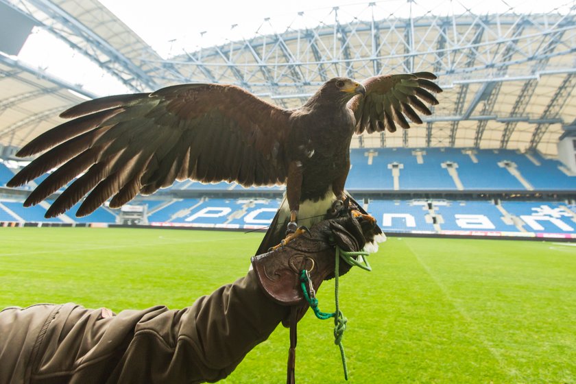 Co sokolnik robi na stadionie?