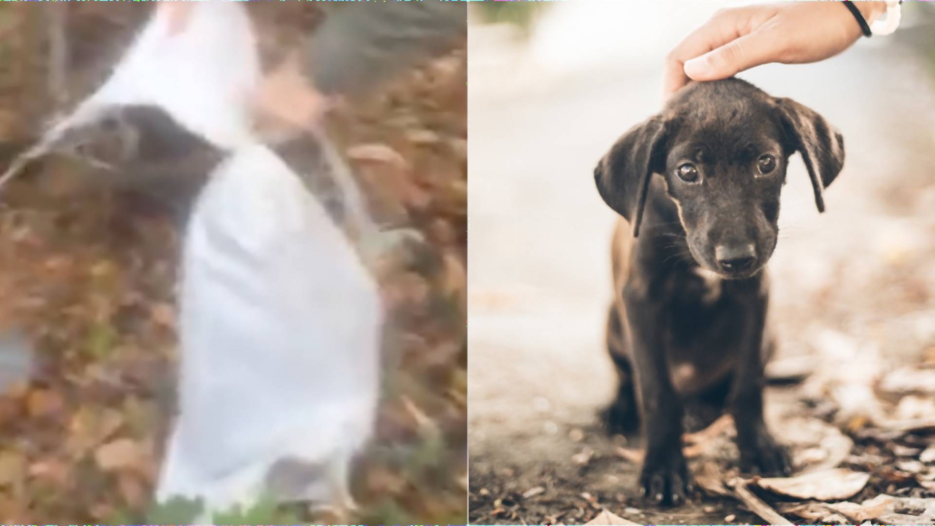 V Nitrianskom kraji zachránili psa, ktorého niekto zaviazal do vreca a vyhodil