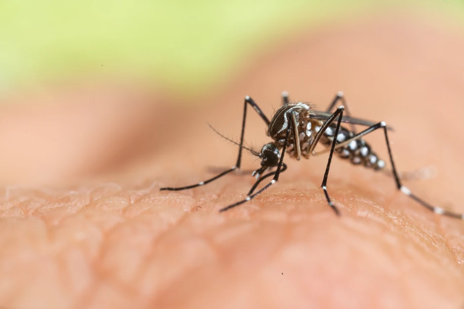 Komarac aedes albopiktus