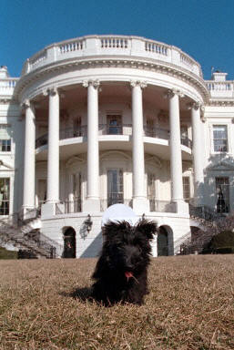 Wszystkie psy prezydenta / 06.jpg