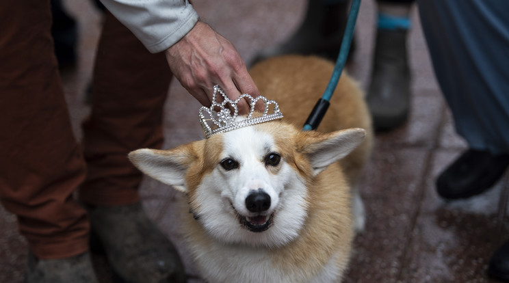 Az Egyesült Királyság legnagyobb kisállat-piaca hétfőn közölte, hogy a corgik, a néhai II. Erzsébet királynő által szeretett kutyák árai új csúcsra emelkedtek/ Fotó: Northfoto