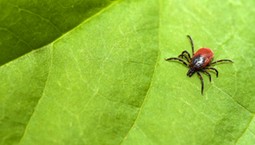 Te rośliny przyciągają kleszcze jak magnes. Lepiej nie sadź ich w ogrodzie