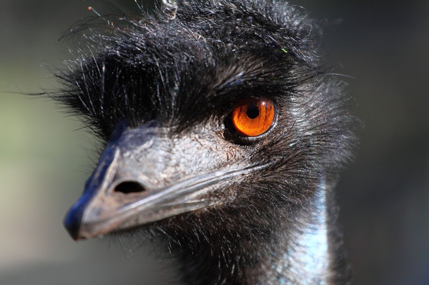 Emu