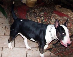 Pies zmiażdżył główkę dziecku