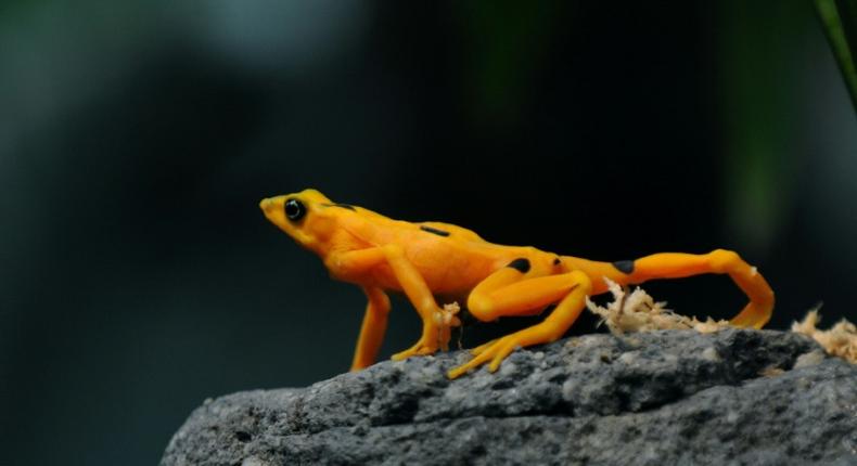 A Panamanian golden frog is pictured at El Nispero Zoo and Botanical Garden, east of Panama City, in 2009