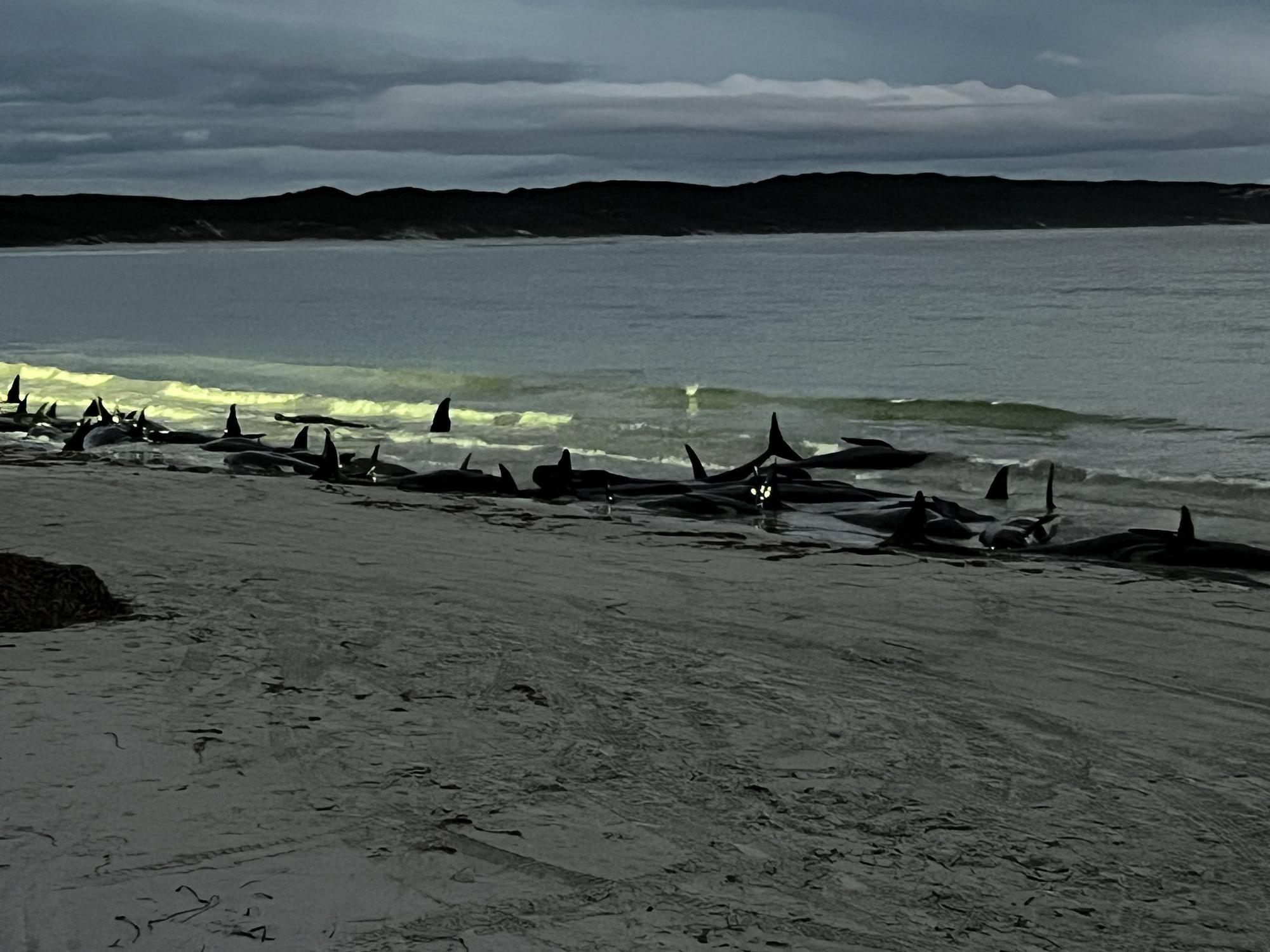 V Austrálii uviazlo blízko pobrežia takmer 100 veľrýb.