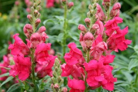 NAJLEPŠE CVEĆE ZA DVORIŠTE I TERASU: Otporno na sunce i sušu, uspeva i početnicima i sve do oktobra je savršen ukras! Može čak i u vazi da traje dugo