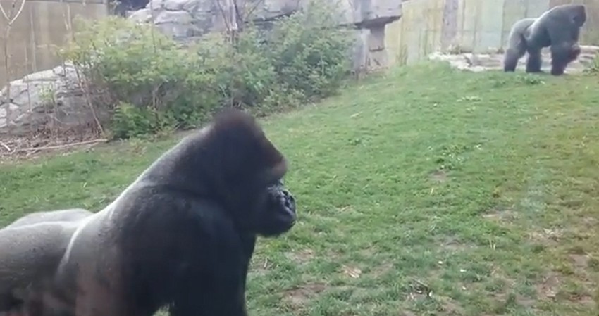 Gorile su na prvi pogled delovale mirno