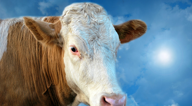 4000 tehenet terveznek átreptetni a fél világon, hogy Katarban legyen elég tej. /Illusztráció: Northfoto