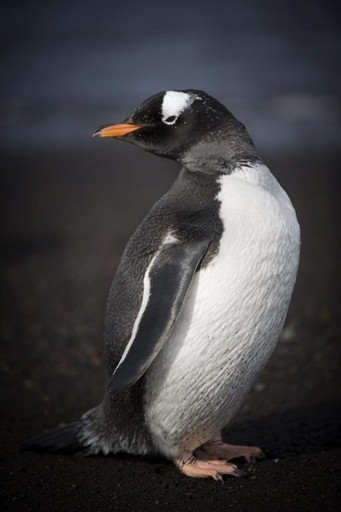 ANTARCTICA - FEATURE