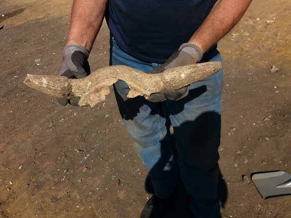 Fragment krowiej czaszki znaleziony na miejscu wykopalisk