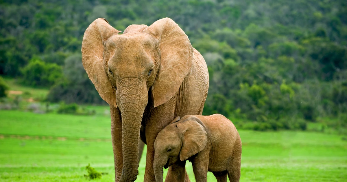 Antykoncepcja i kastracja wydłużają życie u ssaków. Naukowcy znaleźli zaskakującą zależność