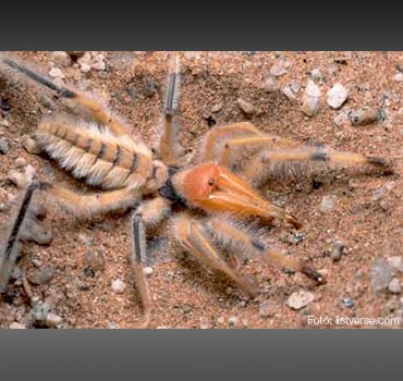 32868_pok-camel-spider-sl-d0002184F15246958e404