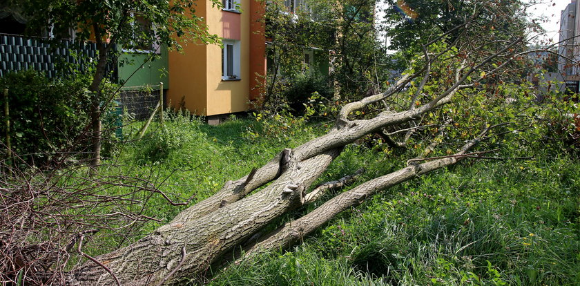 Półroczna Lilianna nie żyje. Zabił ją konar drzewa